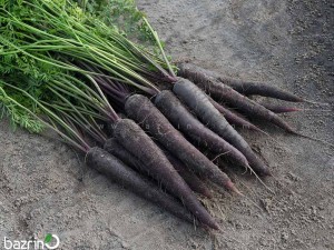 بذر هویج سیاه