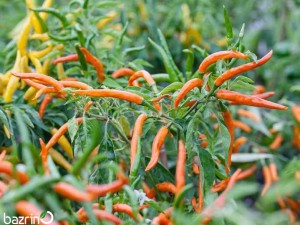 بذر فلفل قلمی تند نارنجی