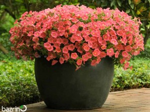 بذر گل اطلسی گلبهی