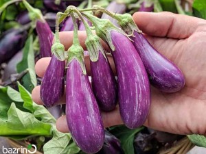 بذر بادمجان بنفش ببری قلمی