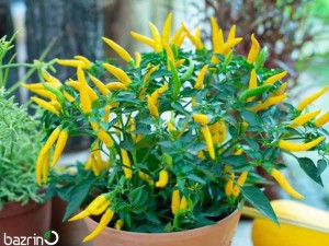 بذر فلفل قلمی تند زرد