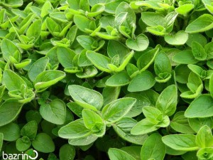 بذر مرزنجوش