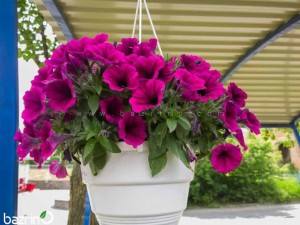 بذر گل اطلسی ارغوانی