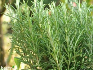 بذر رزماری (پاکت اورجینال)