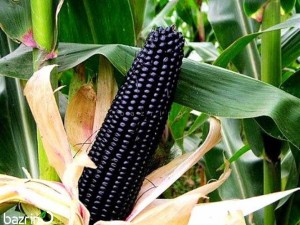 بذر ذرت مشکی