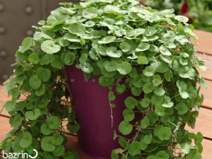 بذر چمن دایکوندرا