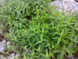 بذر پونه کوهی