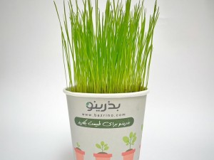 پک سبزه عید (چمن)