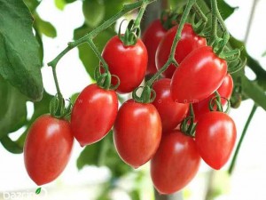 بذر گوجه زیتونی قرمز درختی