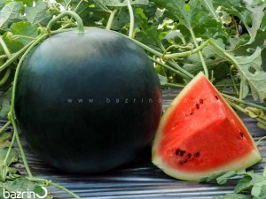 بذر هندوانه شوگر بیبی سمینس F1