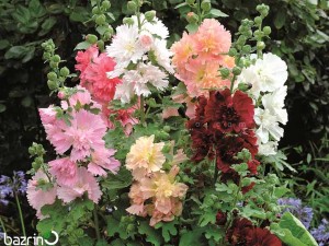 بذر گل ختمی پر پر الوان