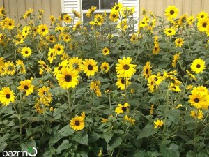 بذر گل آفتابگردان زینتی گل ریز زرد