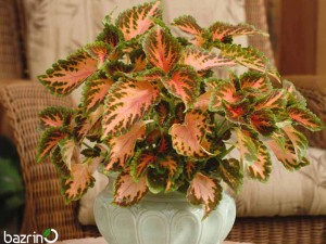 بذر گل حسن یوسف F1 Coral Sunrise