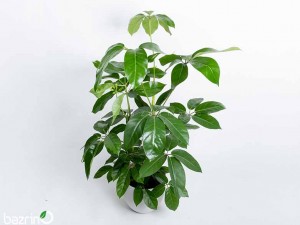 بذر گل شفلرا