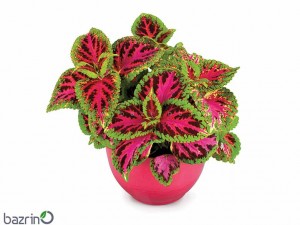 بذر گل حسن یوسف F1 Color Pride