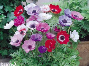 بذر گل شقایق نعمانی الوان