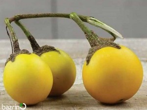 بذر بادمجان زرد مینیاتوری
