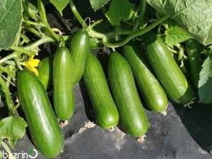 بذر خیار سبز بوته ای