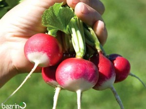 بذر تربچه نقلی دورنگ