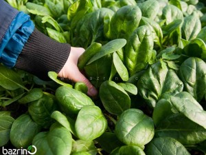 بذر بیبی اسفناج(100 گرمی)