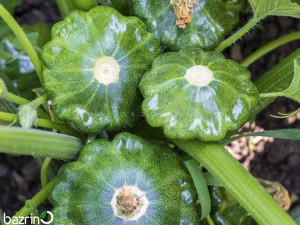 بذر کدو ستاره ای سبز