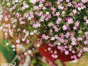 بذر گل عروس الوان