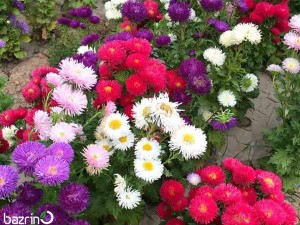 بذر گل مینا الوان