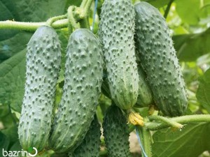 بذر خیار درختی خاردار F1