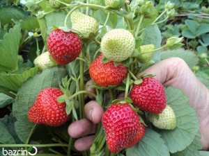 بذر توت فرنگی گاویتا