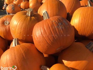 بذر کدو هالووین