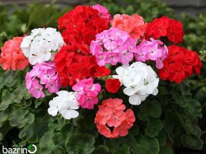 بذر گل شمعدانی میکس F1