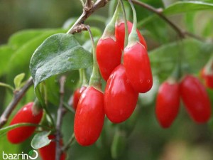 بذر گوجی بری قرمز