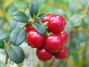 بذر کرن بری