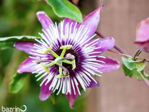 بذر گل ساعتی رونده صورتی