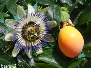 بذر پشن فروت زرد