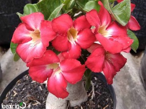 بذر گل آدنیوم قرمز