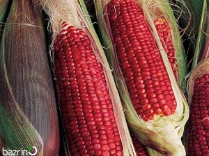 بذر ذرت قرمز