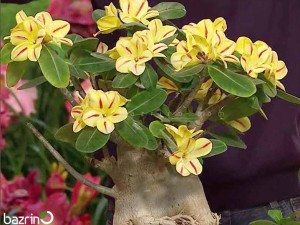 بذر گل آدنیوم زرد