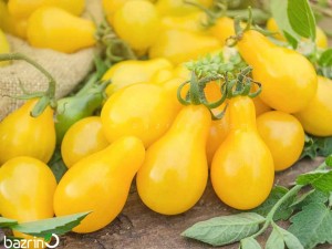 بذر گوجه گلابی زرد