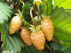 بذر توت فرنگی زرد