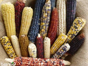 بذر ذرت رنگین کمانی