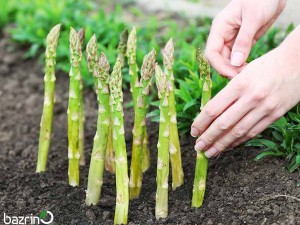 بذر مارچوبه سبز