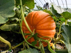 بذر کدو غول سان گرد