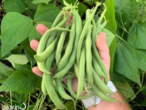 بذر لوبیا سبز