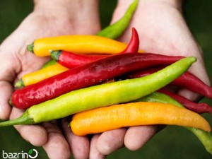 بذر فلفل قلمی تند میکس