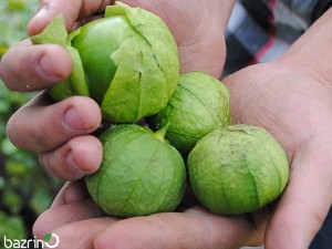 بذر فیسالیس سبز