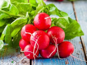 بذر تربچه نقلی