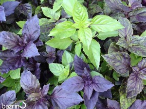 بذر ریحان میکس