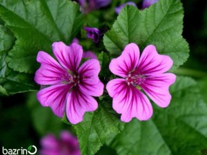 بذر گل پنیرک