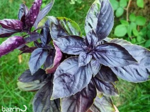 بذر ریحان بنفش